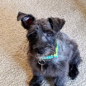 Meet your Posher, Sonya